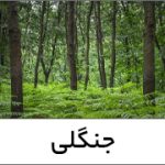 جنگلی