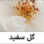 گل سفید