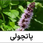 نت پاتچولی